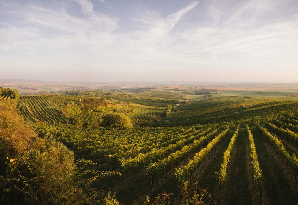 Roter Veltliner Ried Steinberg 2022