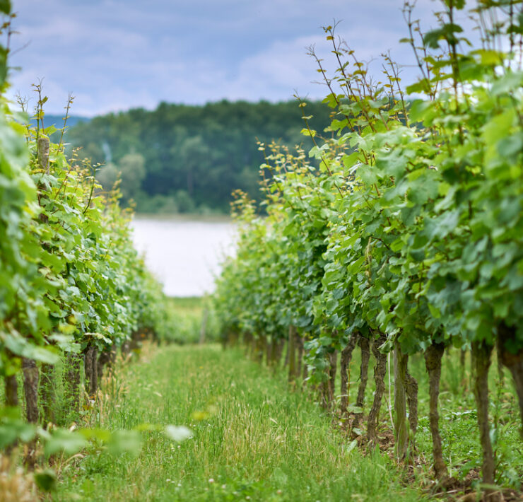Weingut Prinz von Hessen